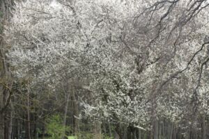 Schlossparkführung auf dem Schwanberg immer am 3. Sonntag im Monat