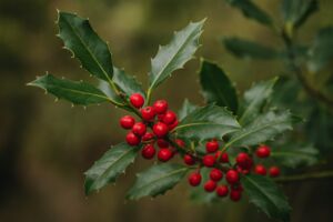 Literarische Führung - Weihnachtliche Pflanzenwelt