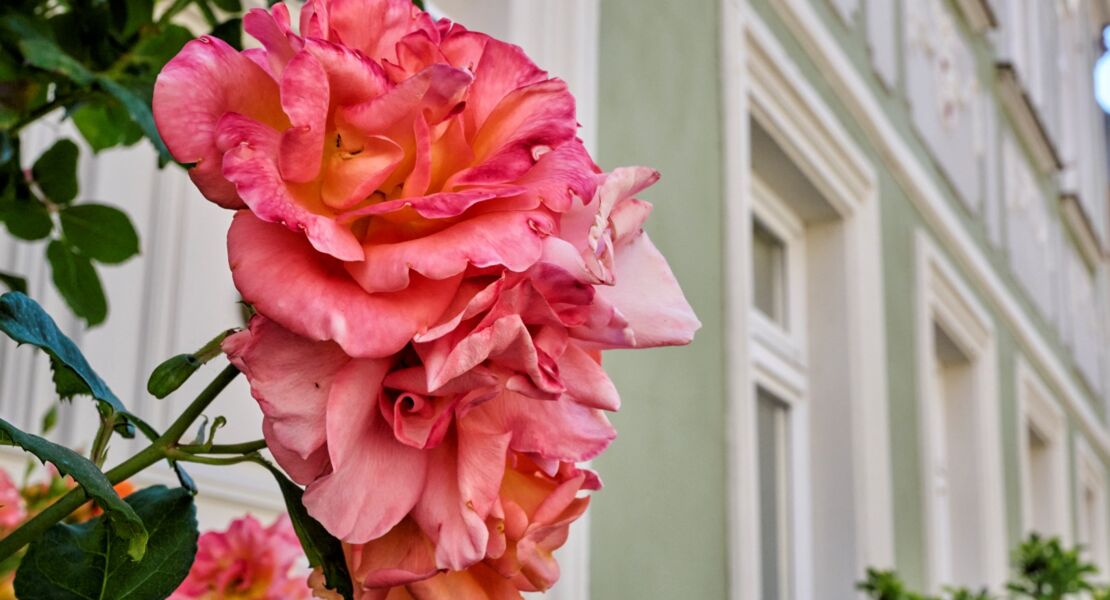 beruhmte-schweinfurter-liebespaare