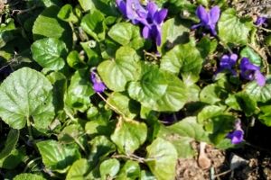 Schlossparkführung auf dem Schwanberg immer am 3. Sonntag im Monat