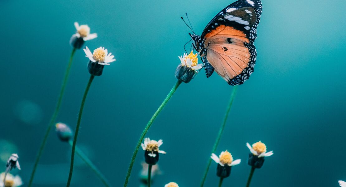 schmetterlinge-kennen-schatzen-und-schutzen-lernen