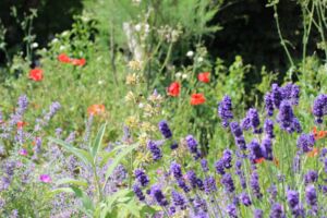 Vielfalt vor unserer Haustür – mit allen Sinnen genießen