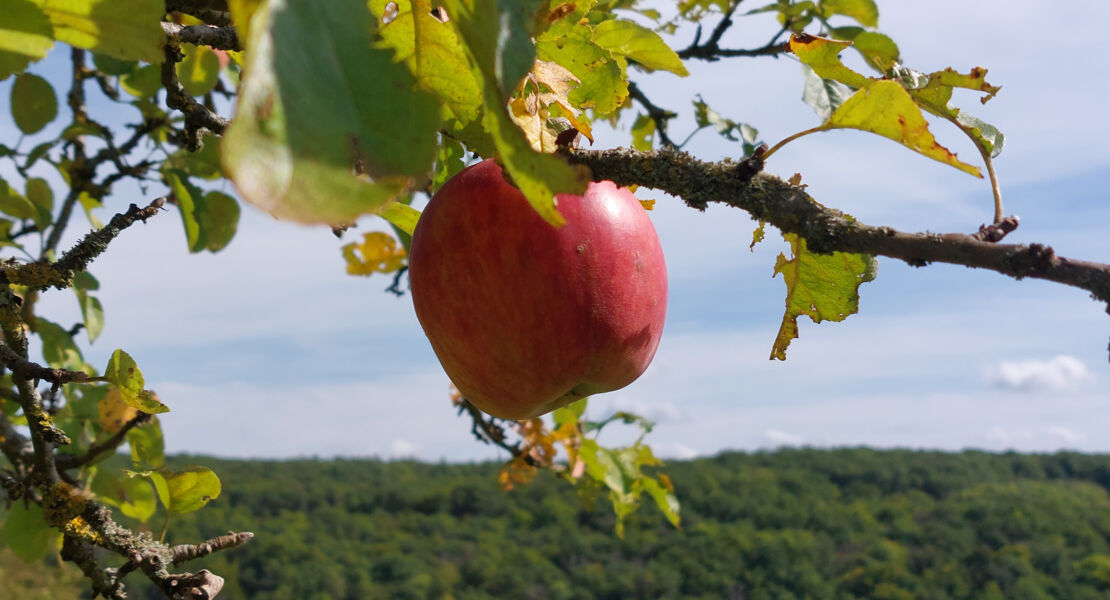 mundart-horspiel-vergessene-helden-der-frankischen-geschichte-der-gartner-und-lebensmittelretter-andreas-stumpf-aus-unterspiesheim-oder-wie-der-apfel-in-die-flasche-kam