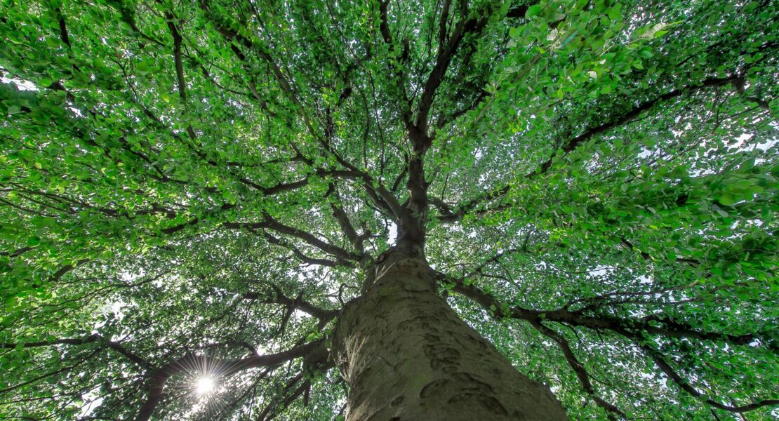 stadtgeschichte-in-stein-verewigt-der-schweinfurter-hauptfriedhof