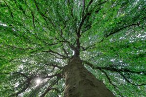 Stadtgeschichte in Stein verewigt - Der Schweinfurter Hauptfriedhof