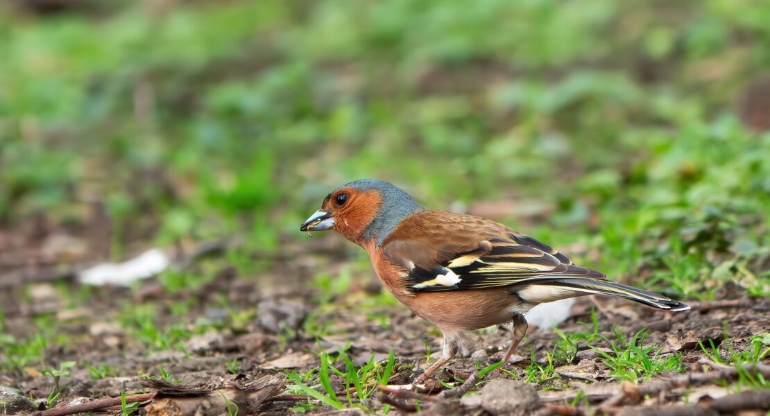 vogelstimmenwanderung-im-naturschutzgebiet-weyhershauk-gefuhrte-wanderung-mit-ranger-daniel-scheffler