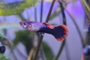 Livevortrag: Vom Anfänger zum Fortgeschrittenen in der Aquaristik. 50 Jahre Aquarianer.