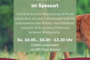Wald und Wild im Spessart