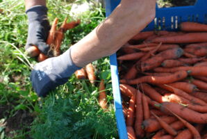 Solidarische Landwirtschaft - ein Modell mit Zukunft