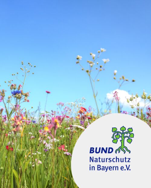 schnabelsegge-augentierchen-und-flugel-braunwurz-naturkundlicher-spaziergang-zum-blutsee-im-irtenberger-wald-bei-kist