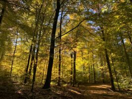 Erkenne deine eigene innere Stärke in der herbstlichen Natur