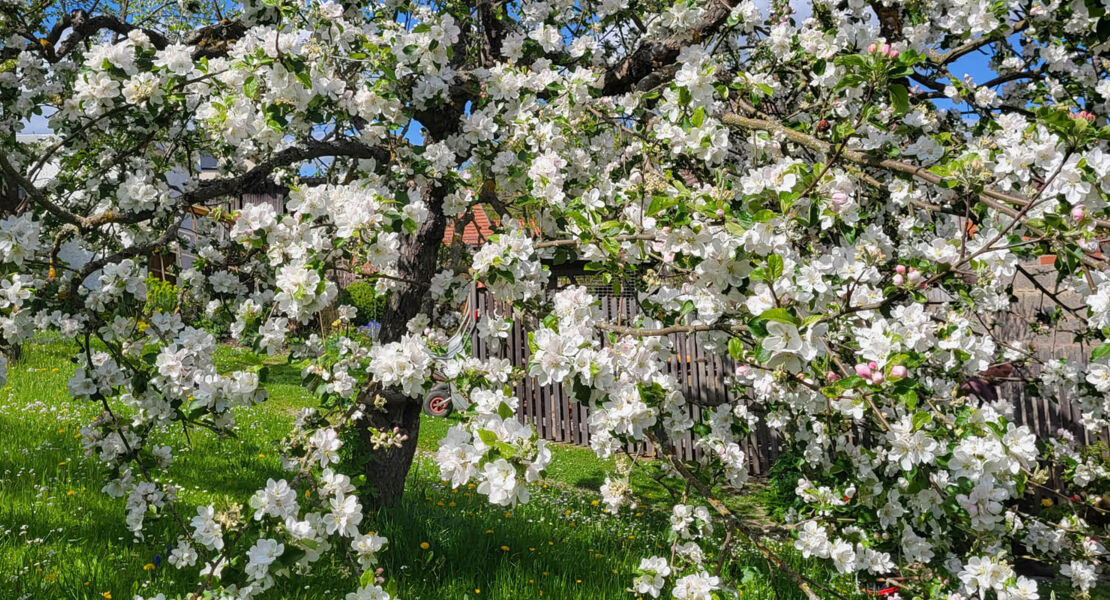 ausstellung-streuobstwiesen-paradiese-aus-menschenhand