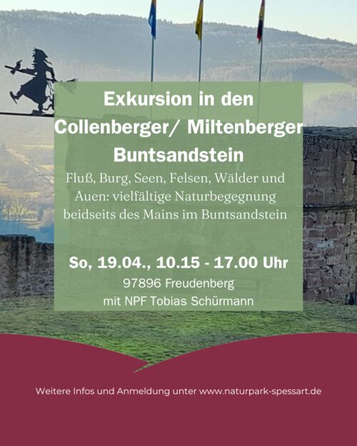 exkursion-in-den-collenberger-miltenberger-buntsandstein