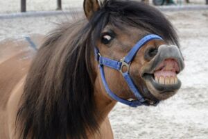 Tag der offenen Stalltür