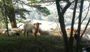 Artenvielfalt in unserer Region