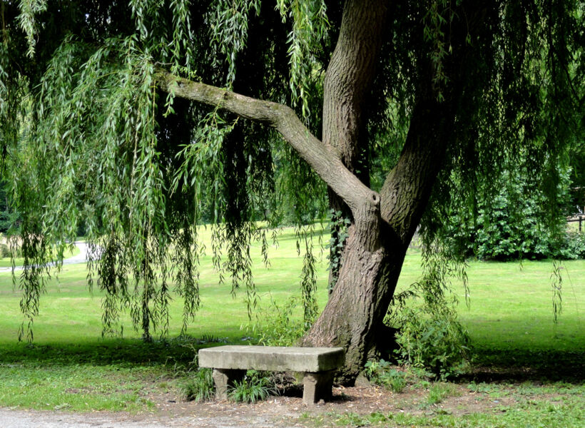 sommerliche-sprunge-grashupfer-heupferd