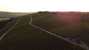 Weinwanderung im Sonnenuntergang