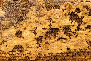 Natürlich gepflegt – Kosmetik aus Bienenwachs selber machen