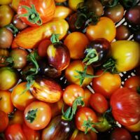 Tomatenverkostung