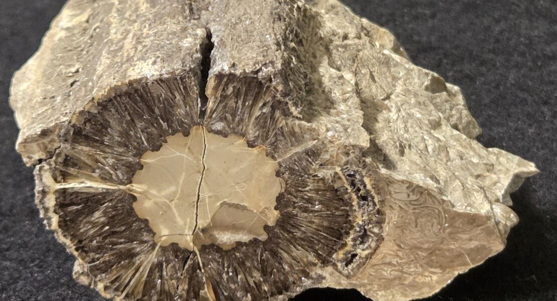 fossiles-holz-aus-dem-maineinzugsgebiet