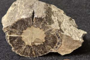 Fossiles Holz aus dem Main(einzugsgebiet)