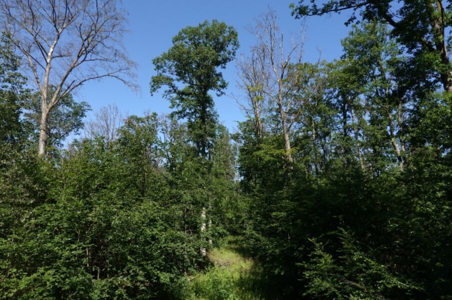 natur-natur-sein-lassen-im-irtenberger-naturwald