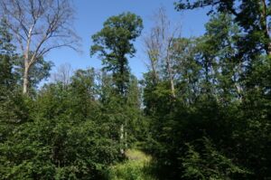 Natur Natur sein lassen - Im Irtenberger Naturwald