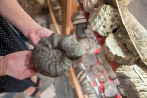 Privatmuseum Klein Fossilien- und Mineraliensammlung