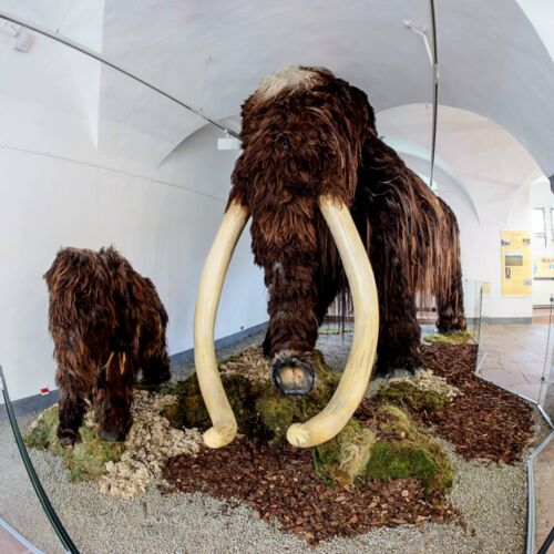 elefanten-wildtiere-und-kulturikonen