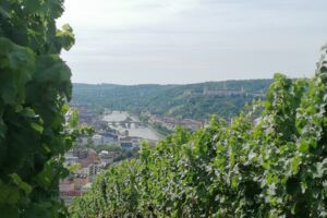 Singlewanderung Weininsel Mainschleife