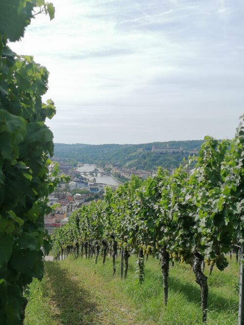 singlewanderung-weininsel-mainschleife
