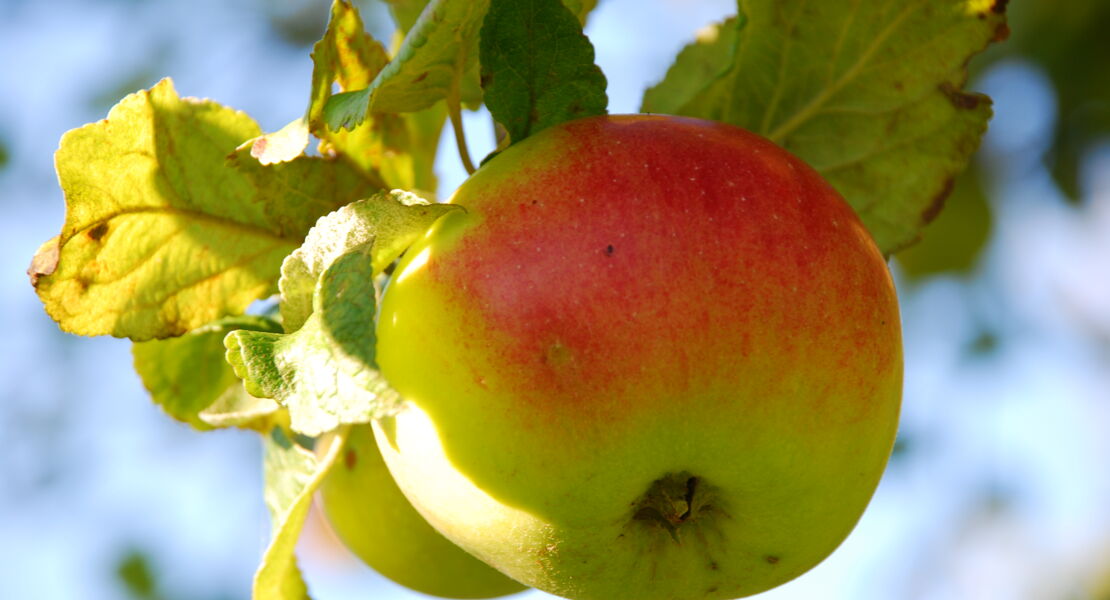 schatze-der-streuobstwiese-alte-apfel-und-birnensorten-entdecken-und-bewahren