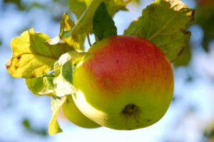 Schätze der Streuobstwiese - Alte Apfel- und Birnensorten entdecken und bewahren
