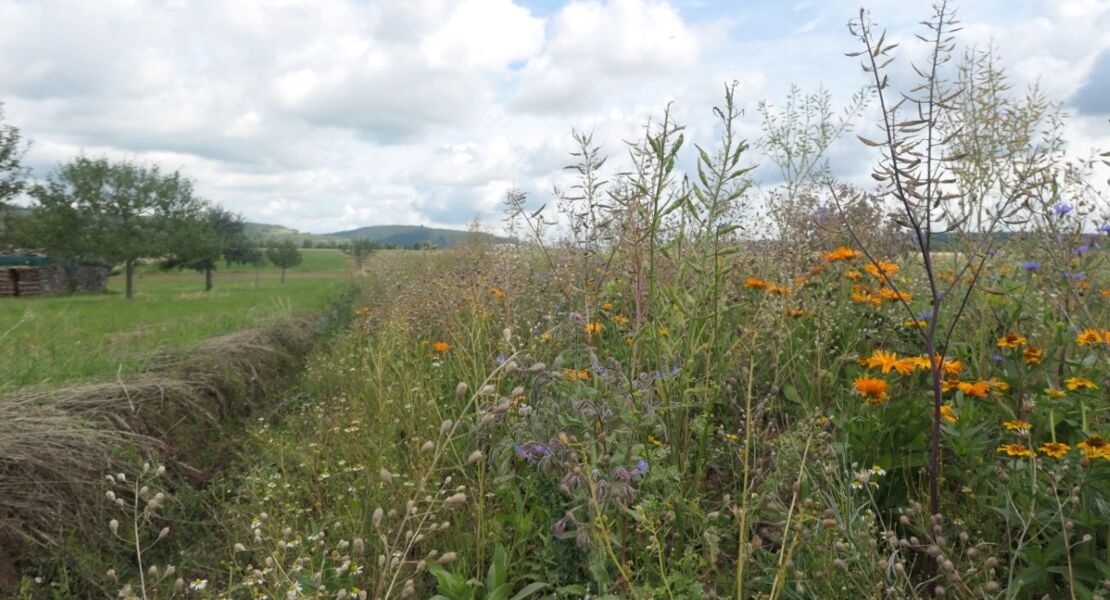 kostenlose-online-vortragsreihe-des-biodiversitatszentrums-rhon