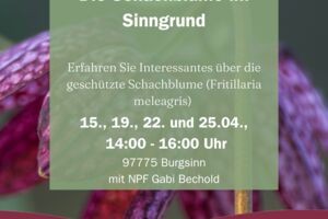 Die Schachblume im Sinngrund