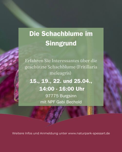 die-schachblume-im-sinngrund