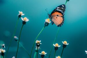 Schmetterlingsfreundliche Gärten – Lebensräume schaffen und erhalten