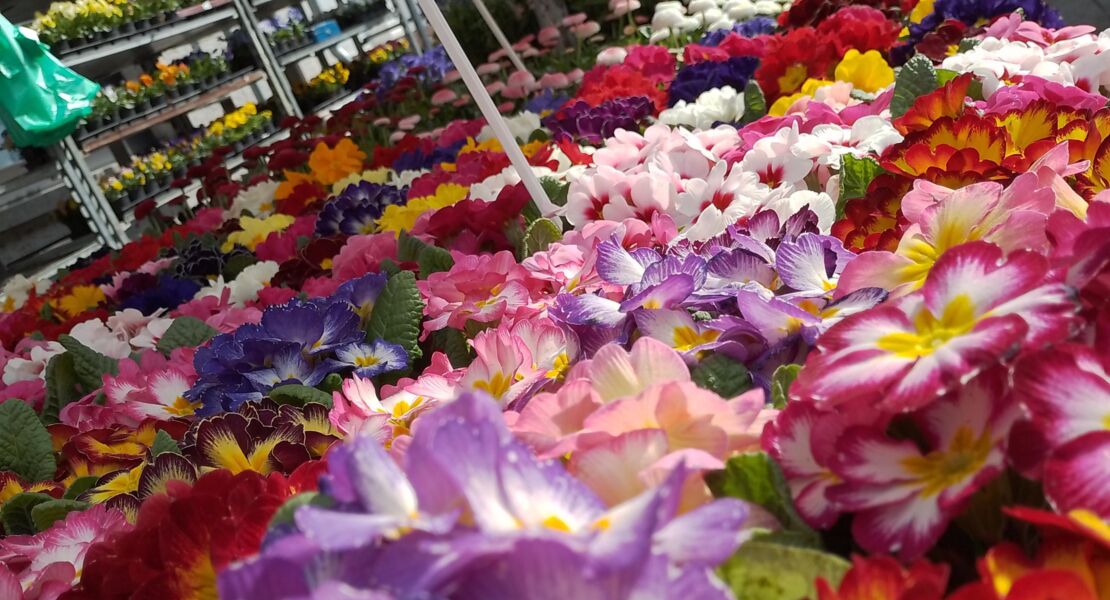 mellerschter-fruhling