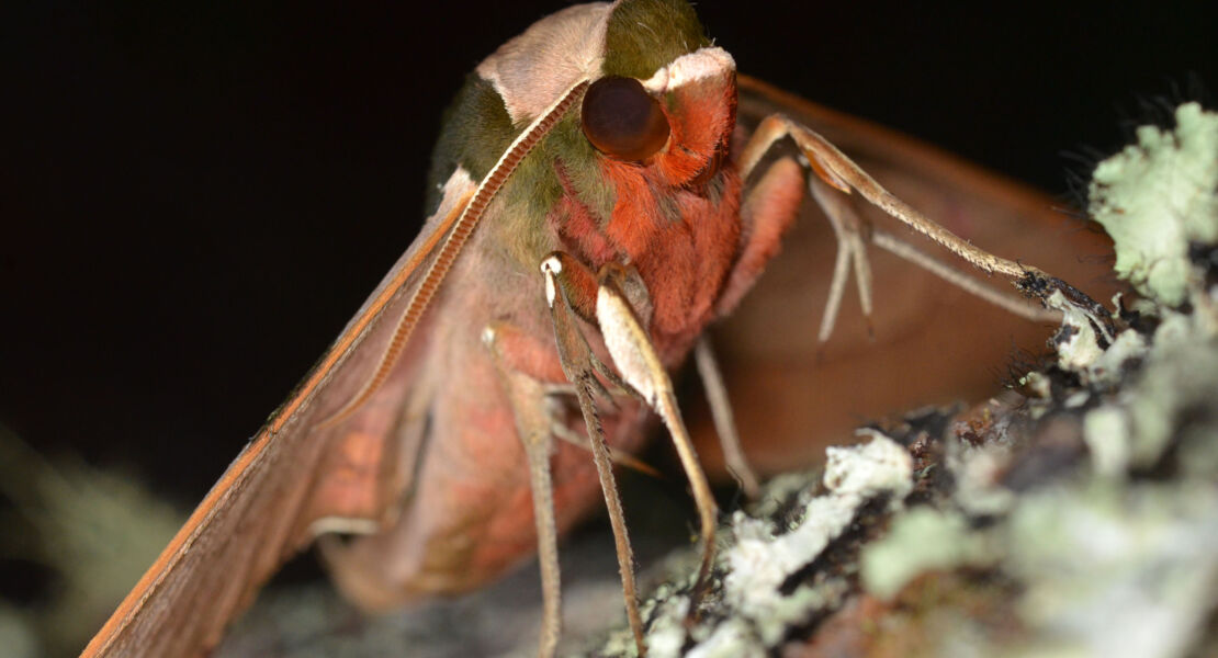 voller-durchblick-bei-sternenlicht-wie-insekten-sich-nachts-orientieren