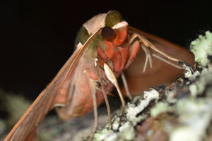 Voller Durchblick bei Sternenlicht - Wie Insekten sich nachts orientieren