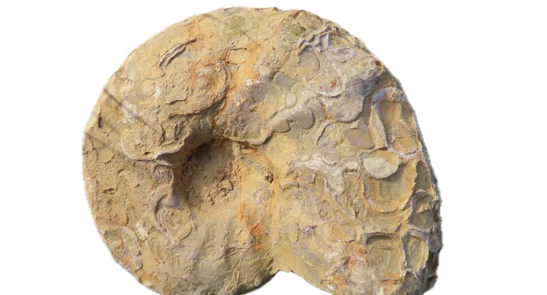 der-mainfrankische-muschelkalk-und-seine-ceratiten