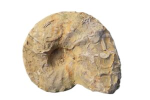 Der mainfränkische Muschelkalk und seine Ceratiten