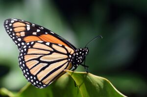 Willkommen im Reich der Schmetterlinge – Ein Garten voller Leben!