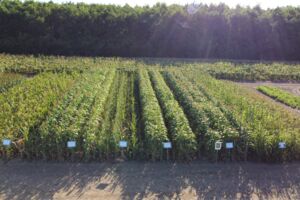 Herausforderung Trockenheit – Anpassungsstrategien in der Landwirtschaft