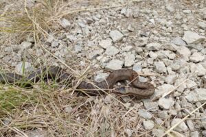 Artenvielfalt in der Kernzone - Geführte Wanderung mit Rangerin Amelie Nöth
