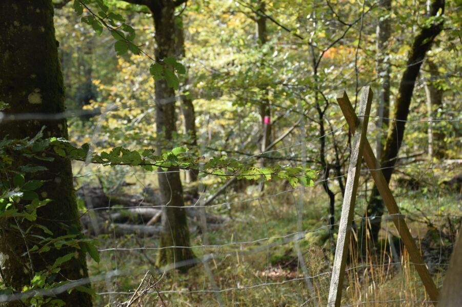 was-macht-die-natur-in-der-kernzone-gefuhrte-wanderung-mit-ranger-maik-prozeller