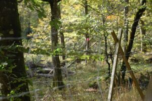 Was macht die Natur in der Kernzone - Geführte Wanderung mit Ranger Maik Prozeller
