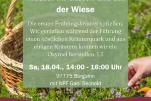 Kräuter im Garten und auf der Wiese