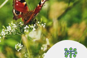 Willkommen im Reich der Schmetterlinge – Ein Garten voller Leben! - Führung