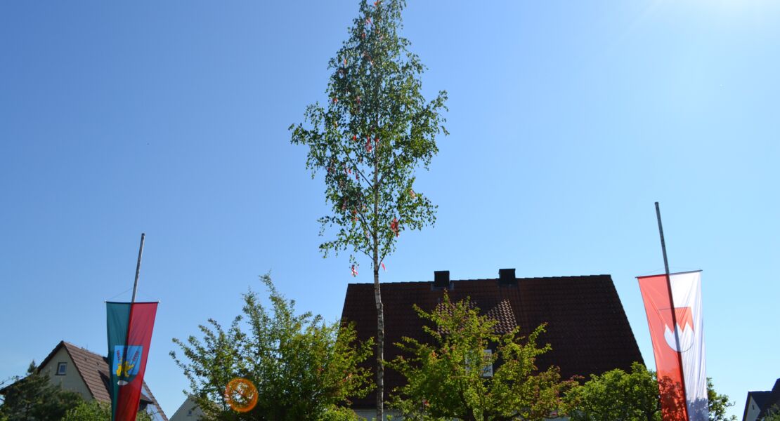 maibaumaufstellung-in-wiesentheid